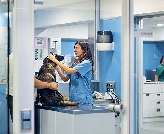 Doctors Examining Dog Before Surgery — Banner Elk, NC — High Country Animal Clinic PA Doctors Examining Dog Before Surgery — Banner Elk, NC — High Country Animal Clinic PA