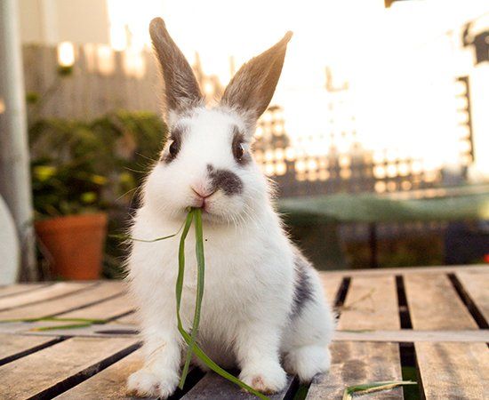 Beautiful Rabbit — Banner Elk, NC — High Country Animal Clinic PA Beautiful Rabbit — Banner Elk, NC — High Country Animal Clinic PA
