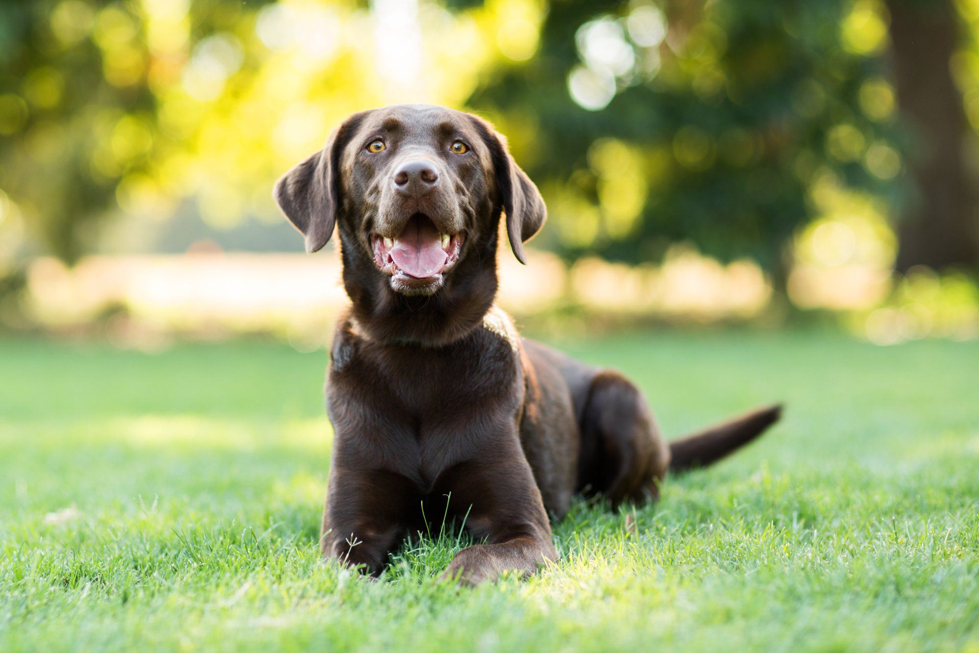 Sick Dog — Banner Elk, NC — High Country Animal Clinic PA Sick Dog — Banner Elk, NC — High Country Animal Clinic PA