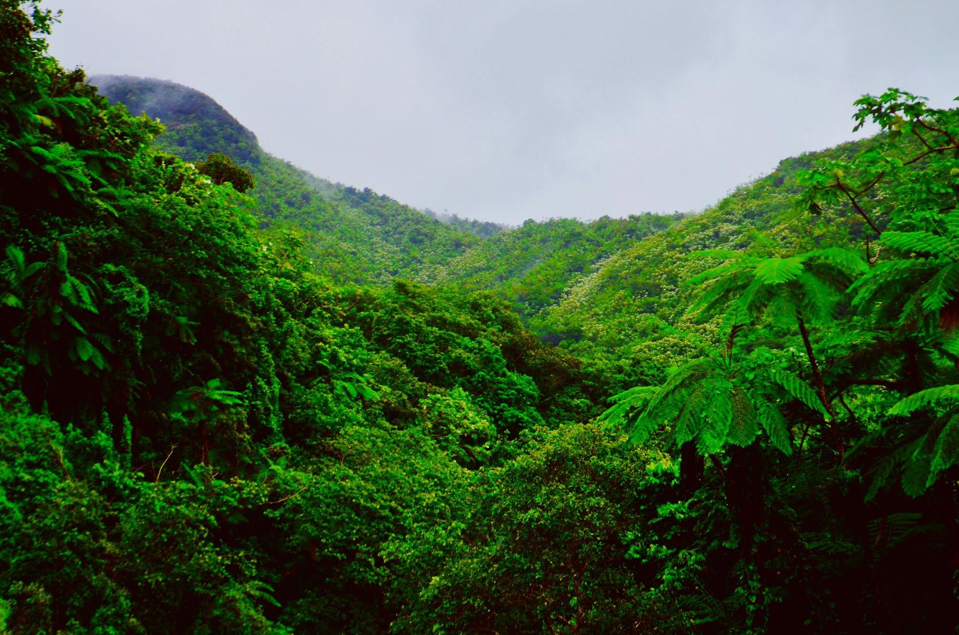Lush green rainforest canopy on a misty mountain slope under a pale sky