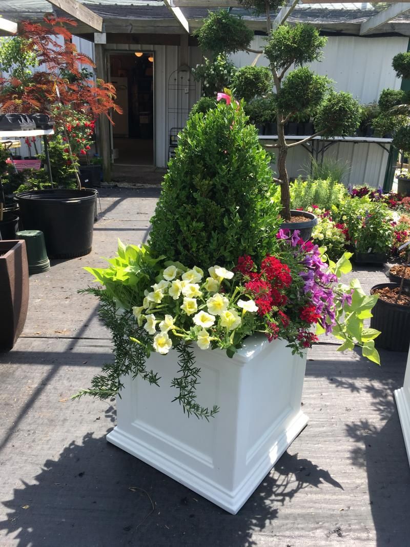 White planter with green topiary and colorful flowers outside a garden center