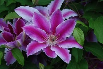 Pink and white clematis blooms surrounded by green leaves