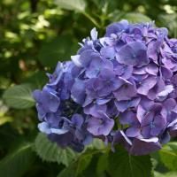 Purple hydrangea bloom against green leaves