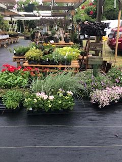 Outdoor garden center with rows of potted flowers and plants on display, including pink, red, and green blooms