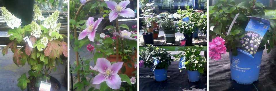 Collage of potted orchids and blooming pink-purple flowers on a patio and table
