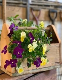 Purple and yellow flowers spilling from a rustic wooden planter box