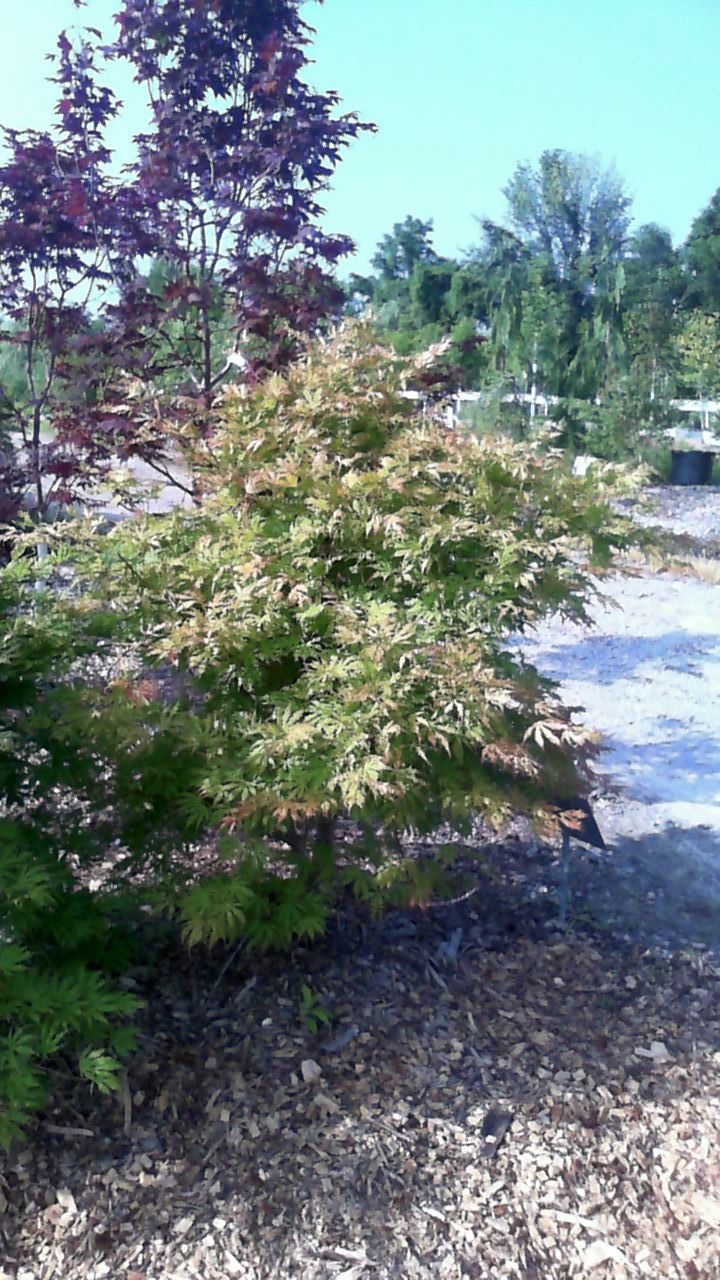 Small variegated shrub with green and cream leaves in a sunny garden, with trees and a gravel path behind it