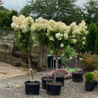 Potted white flowering shrubs arranged outdoors in a garden center yard