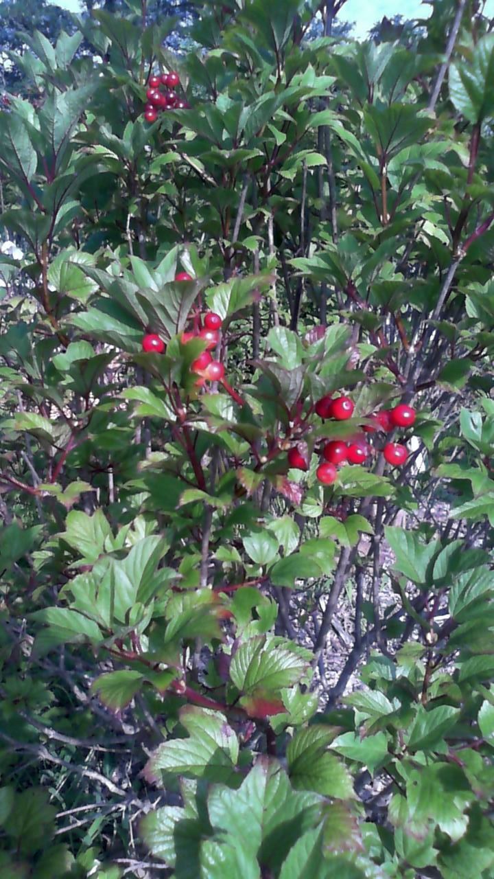 Red berries among glossy green leaves on a shrub