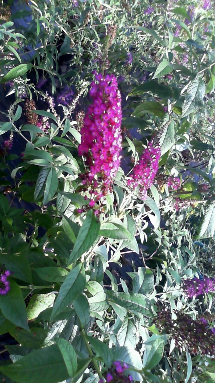 Pink flowering spikes among dense green foliage in a garden