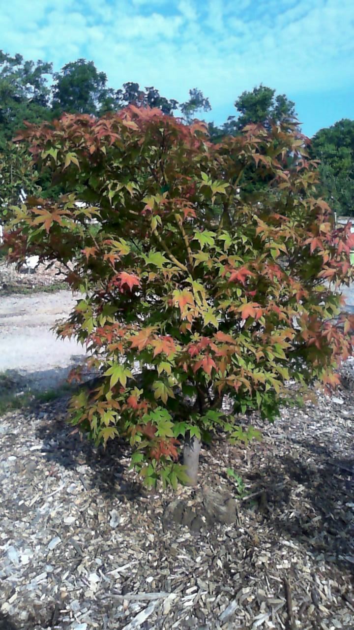 Small bush with red and green leaves in a sunny rocky landscape