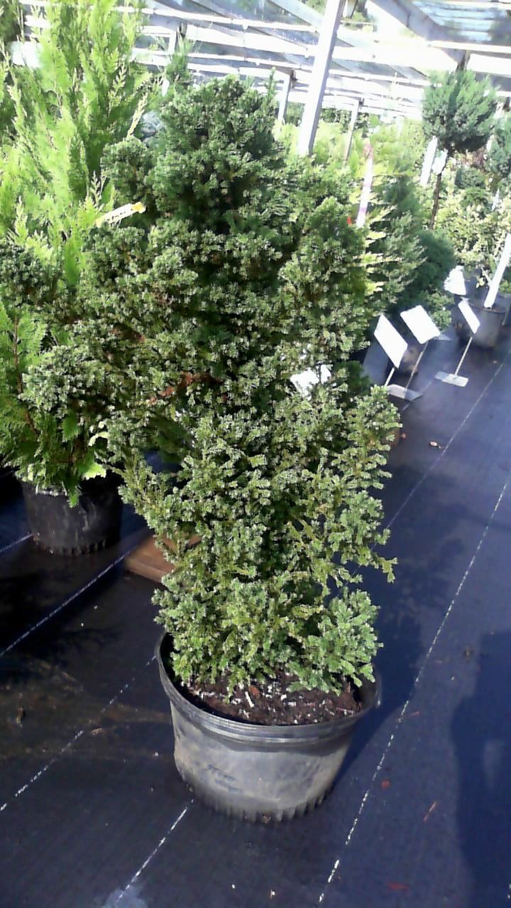 Potted topiary shrub with dense green foliage displayed on a dark floor in a nursery