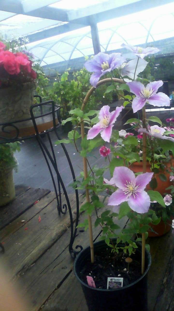 Pink and white flowers in a black pot on a greenhouse deck, with other potted plants nearby