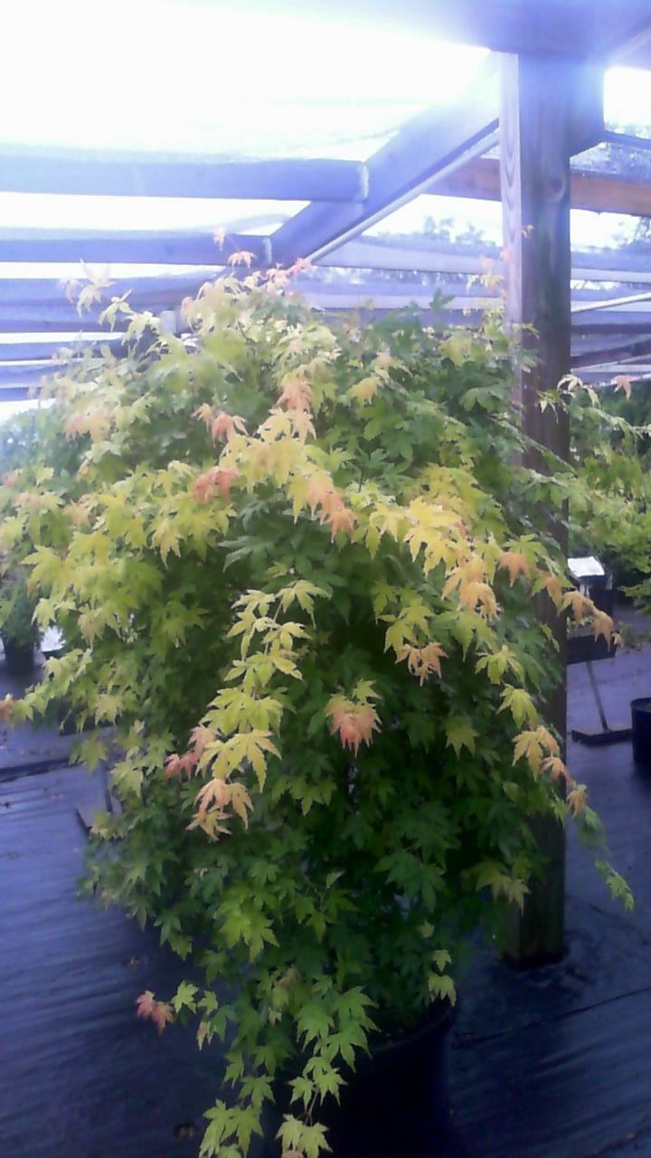 Dense green potted shrub with yellow-orange leaves on a patio under a metal awning