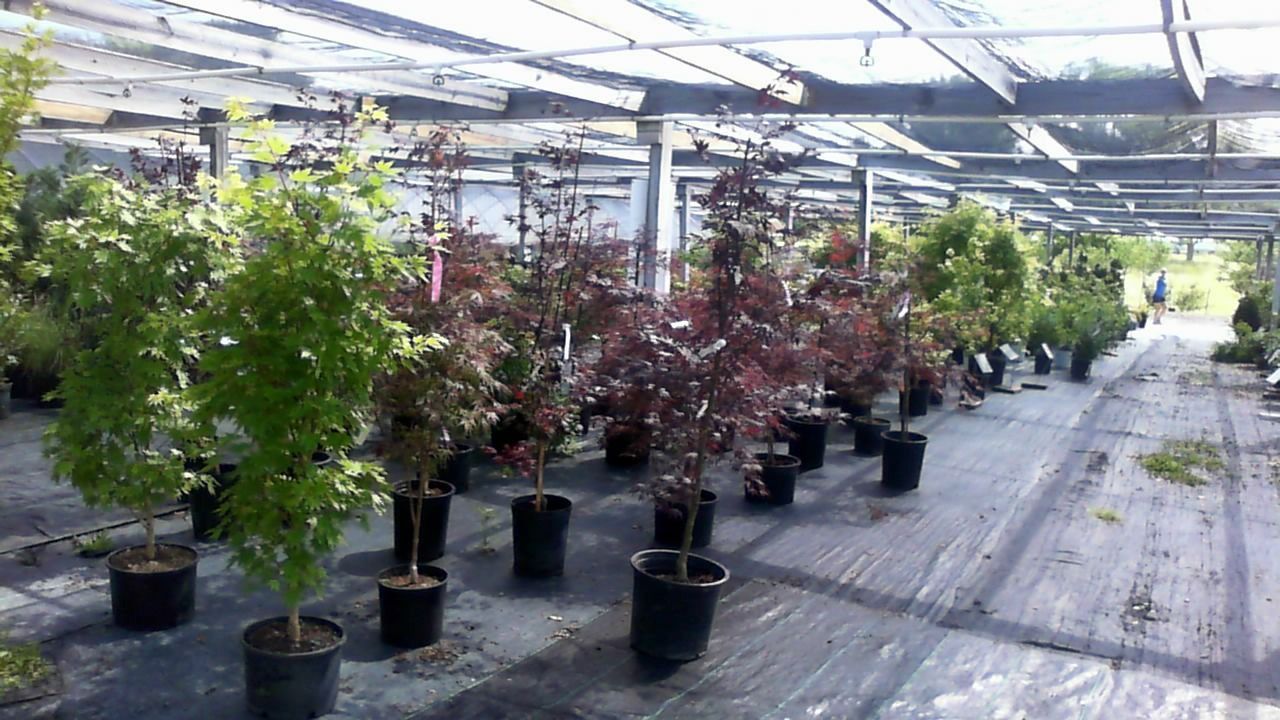 Rows of potted trees in a greenhouse nursery under a translucent roof