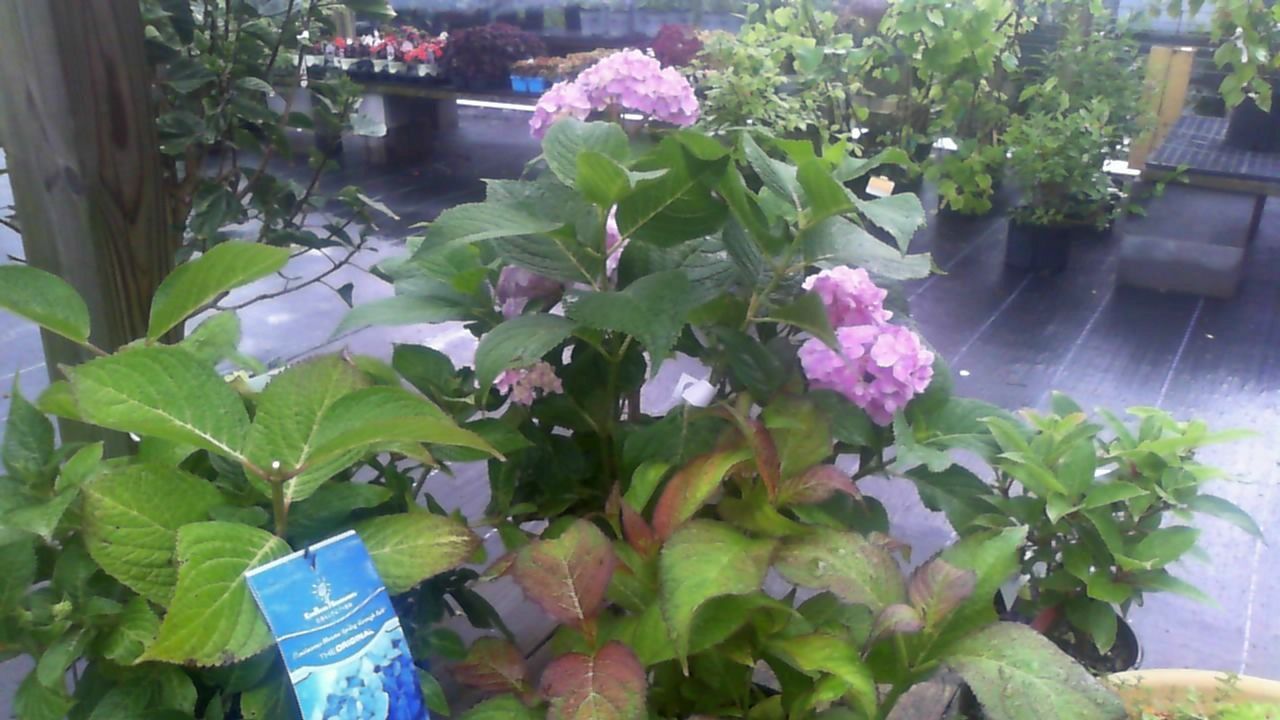 Potted hydrangeas with pink blooms and green leaves in a garden center