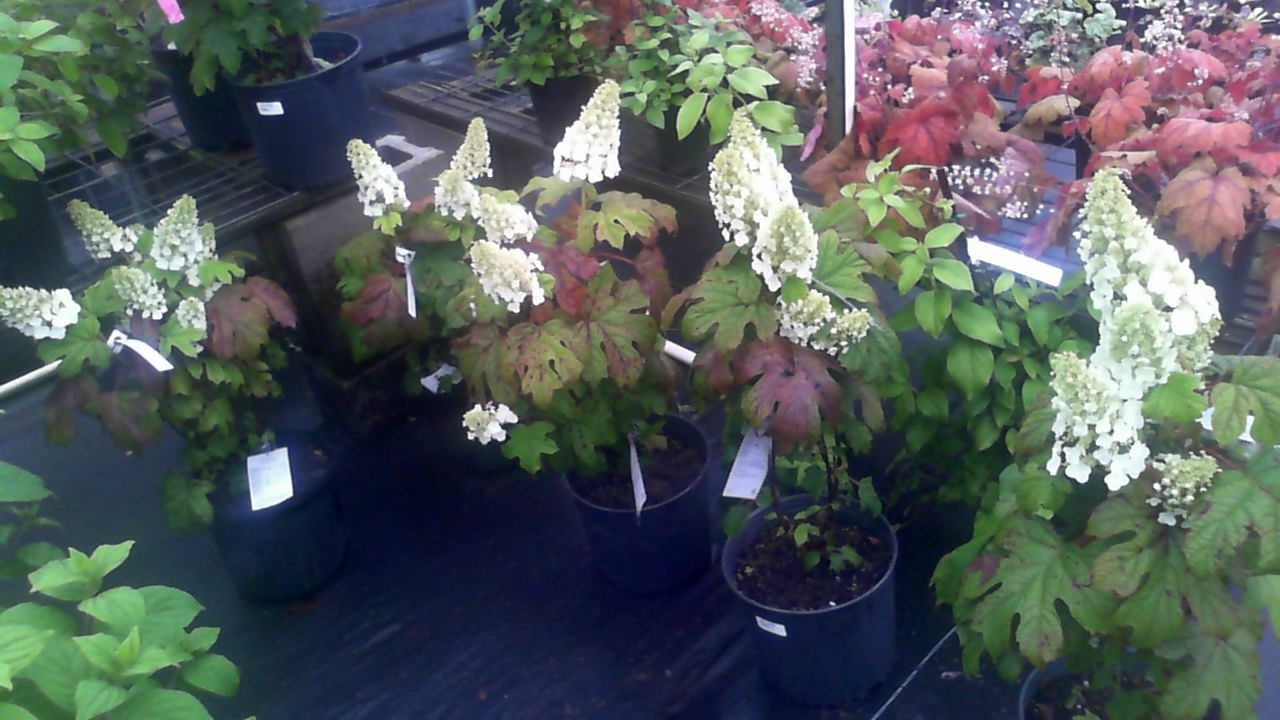 Potted flowering plants with white and pink blooms displayed outdoors in a garden center.