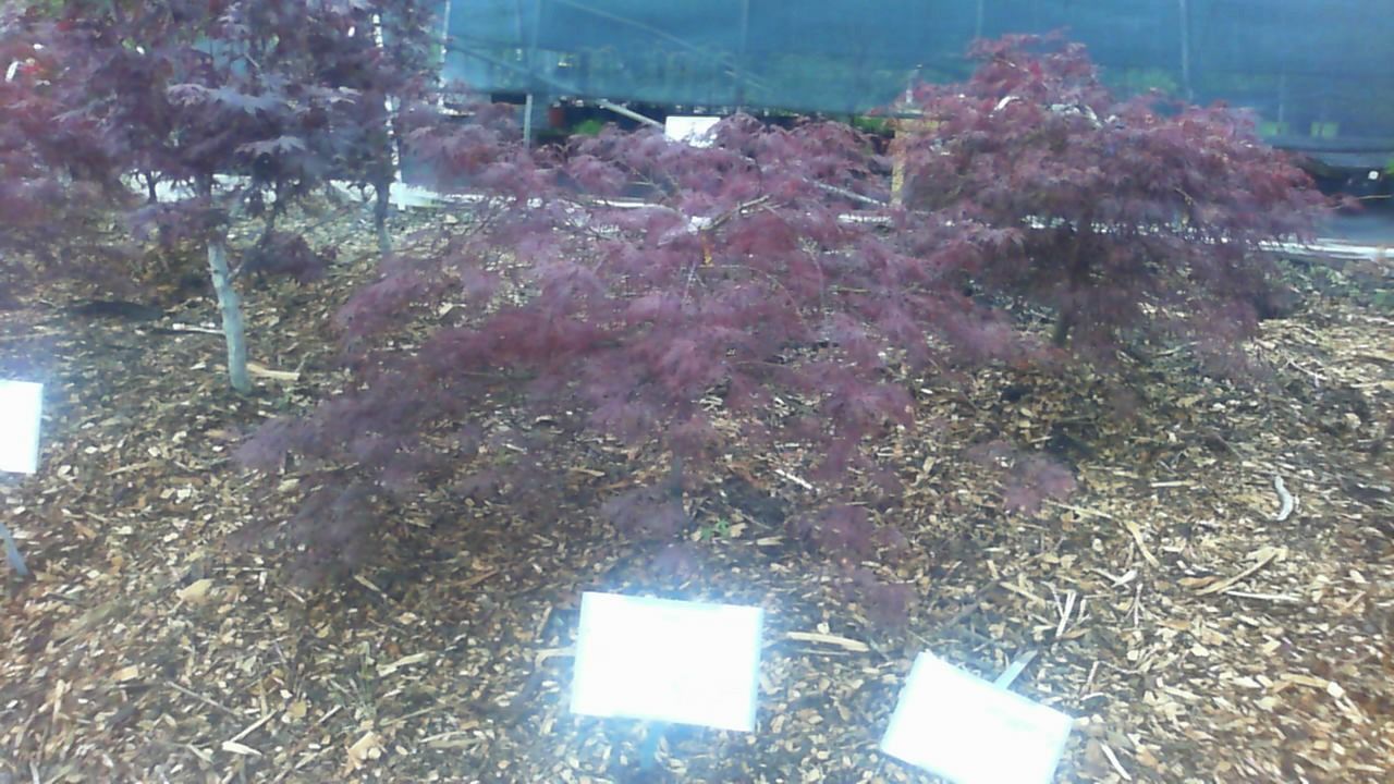 Red-leaf shrub in a landscaped garden bed with small white plant labels and mulch.