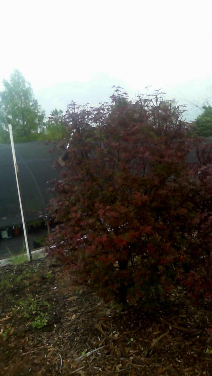 Dense reddish-brown bush in a garden or yard, with a dark roof and cloudy sky in the background