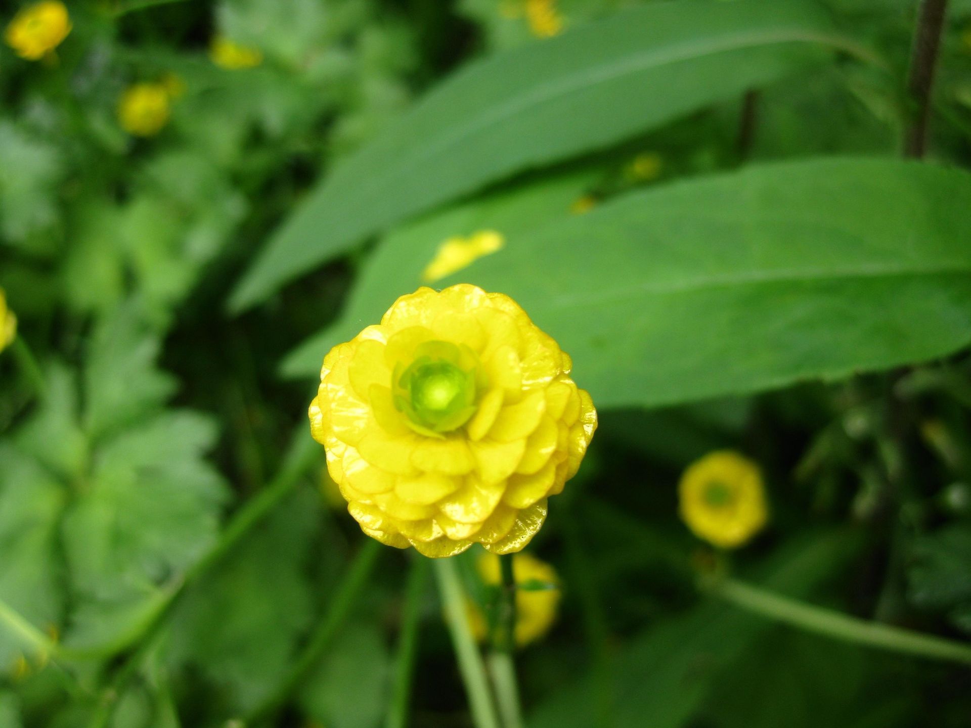 Yellow flower in close-up among green leaves in a garden