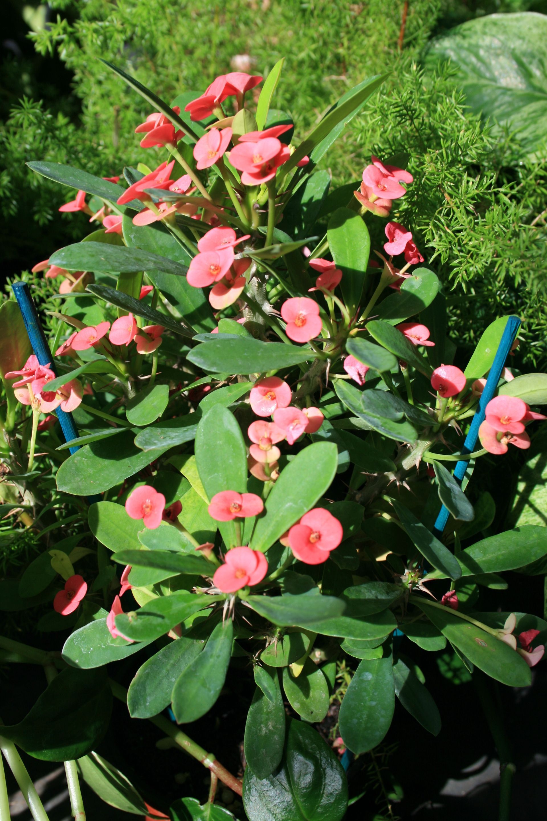Pink flowering plant with green leaves growing in a sunny garden