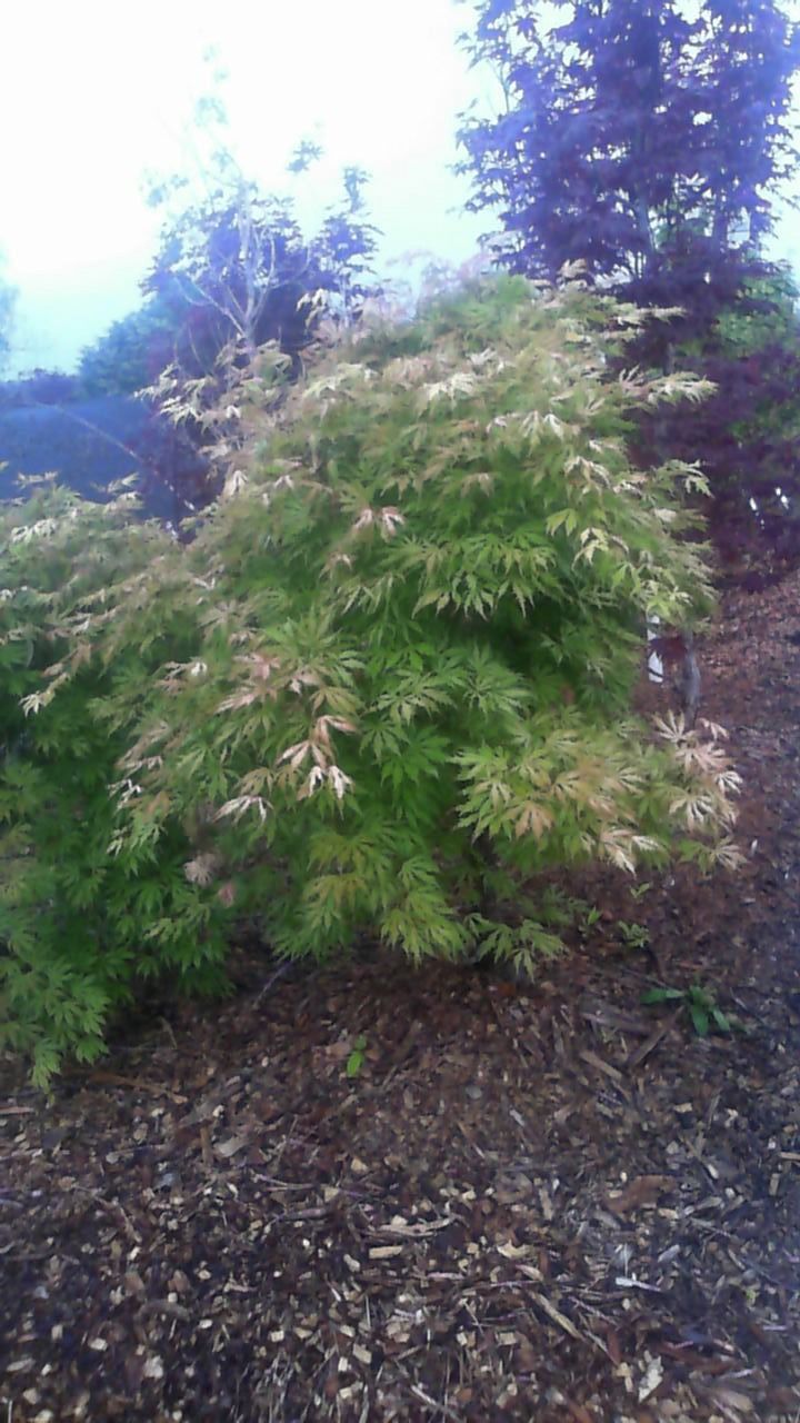 Bushy green shrub with pale leaves in a wooded garden area
