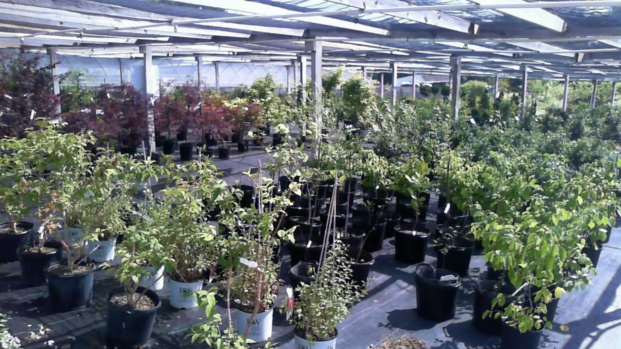 Rows of potted plants in a bright greenhouse under a metal roof