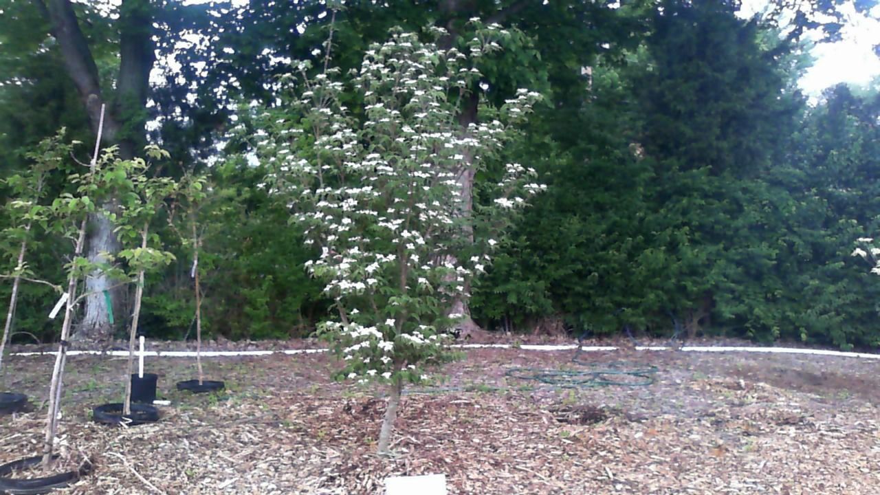Small flowering tree in a wooded garden with mulch and a stone border