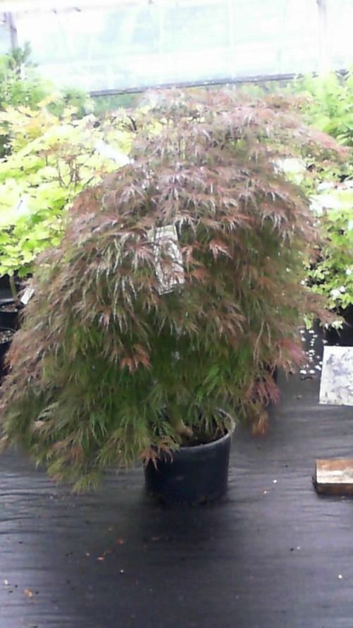 Potted ornamental shrub with dense green and reddish leaves on a black table in a greenhouse