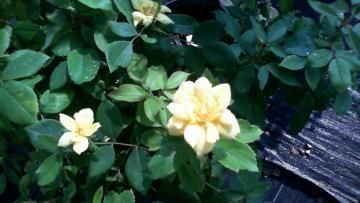 Yellow flowers blooming among green leaves beside a wooden surface