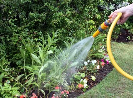 Watering a flower bed with a yellow garden hose in a green backyard