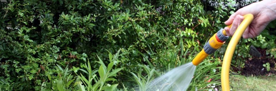 Hand watering green garden plants with a yellow hose and spray nozzle