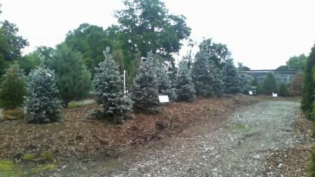Rows of small evergreen trees in a gravel nursery lot with larger trees in the background