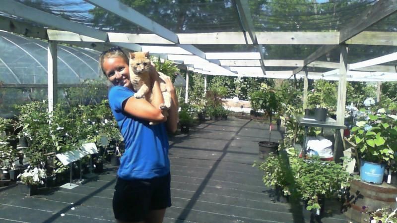 Person in blue shirt holding a cat in a sunlit greenhouse 