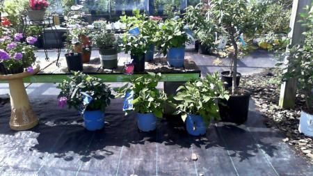 Potted flowering plants and shrubs displayed outdoors on a sunny patio or garden bench