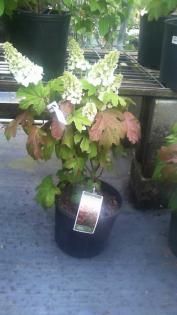 Potted hydrangea with white blooms and green-pink leaves on a store display bench