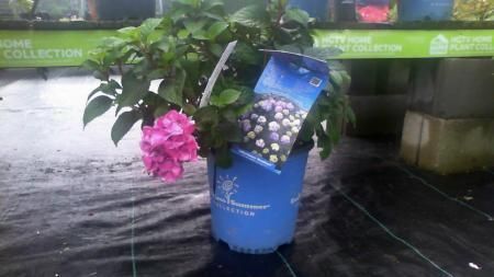 Pink flowers and a leafy plant in a blue bucket on a wet floor near a storefront