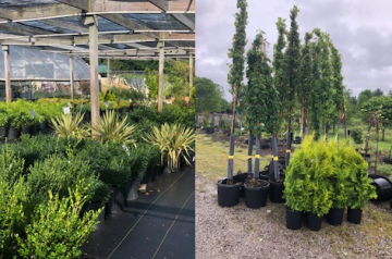 Nursery with potted shrubs and tall trees in an outdoor plant yard