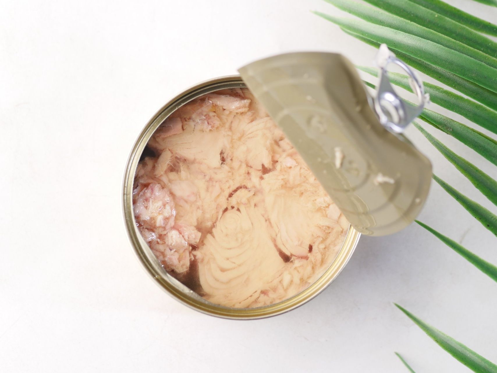 A can of tuna is sitting on a table next to a palm tree leaf.