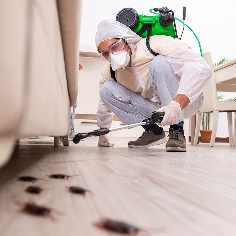 Person Doing Cockroach Removal
