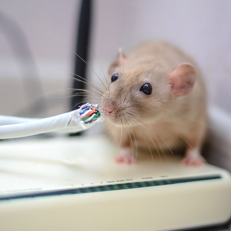 Rat Biting The Cord