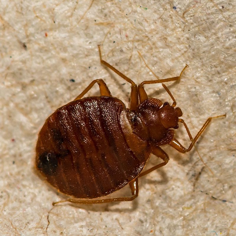 Bed Bug