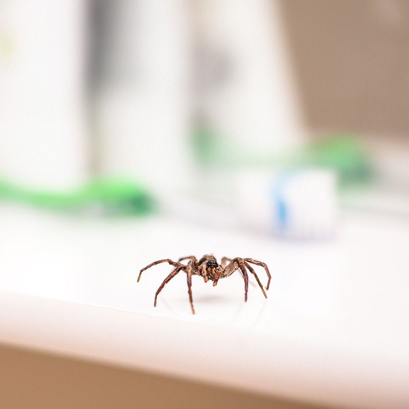 Spider On The Table