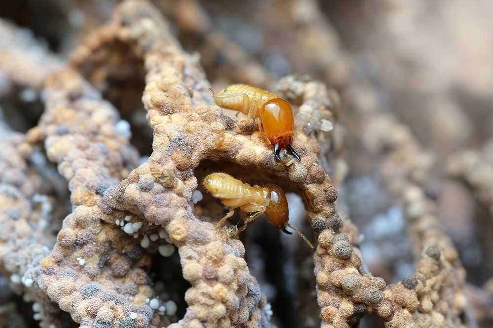 Termites