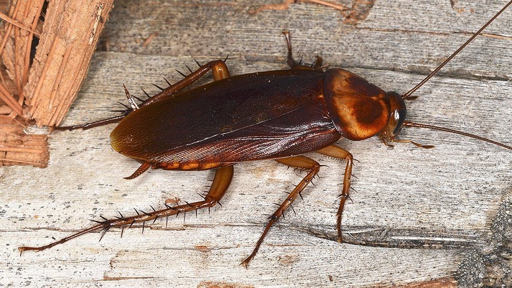 Cockroach