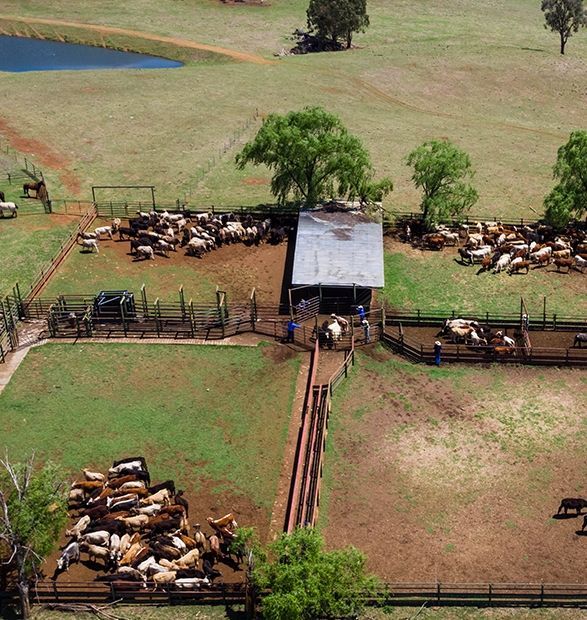Aerial view of cattle gathered in fenced pens on a rural farm with a central covered working area and a nearby pond.