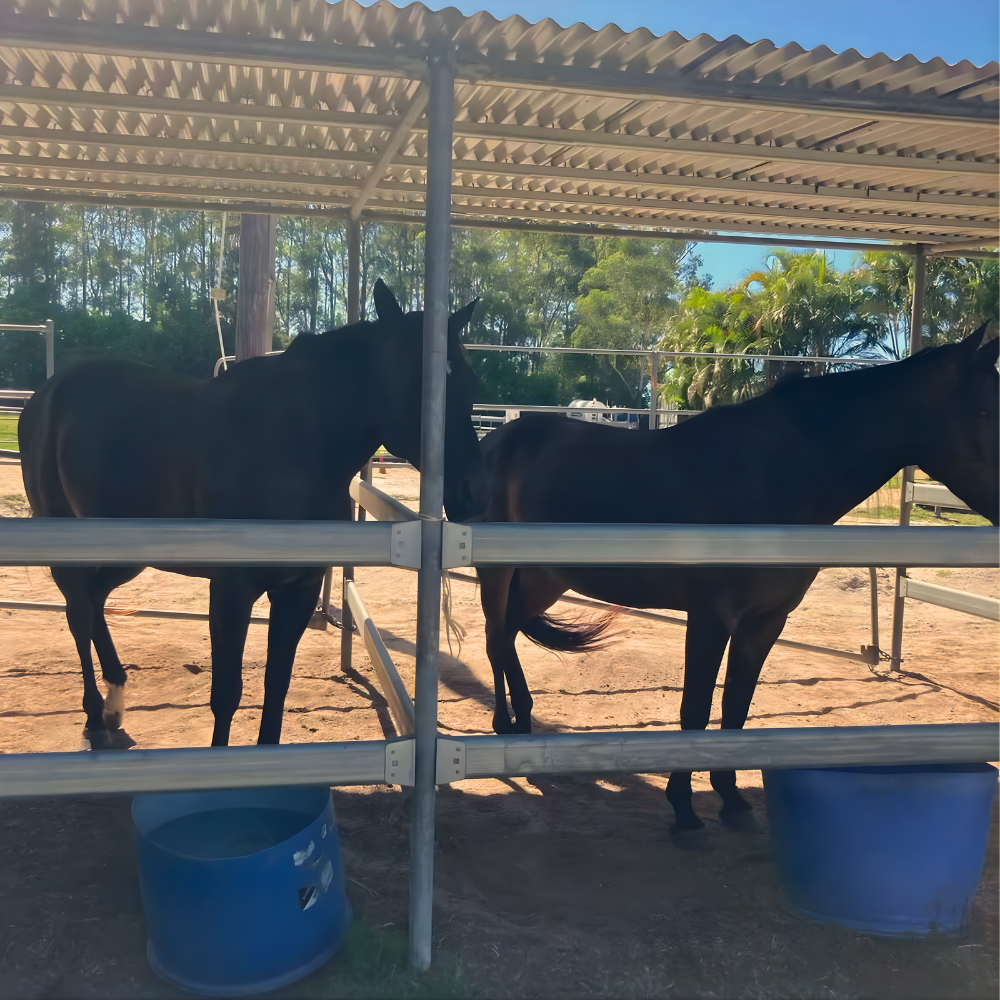 Two dark brown horses standing in side-by-side outdoor stalls with blue water buckets in the foreground.
