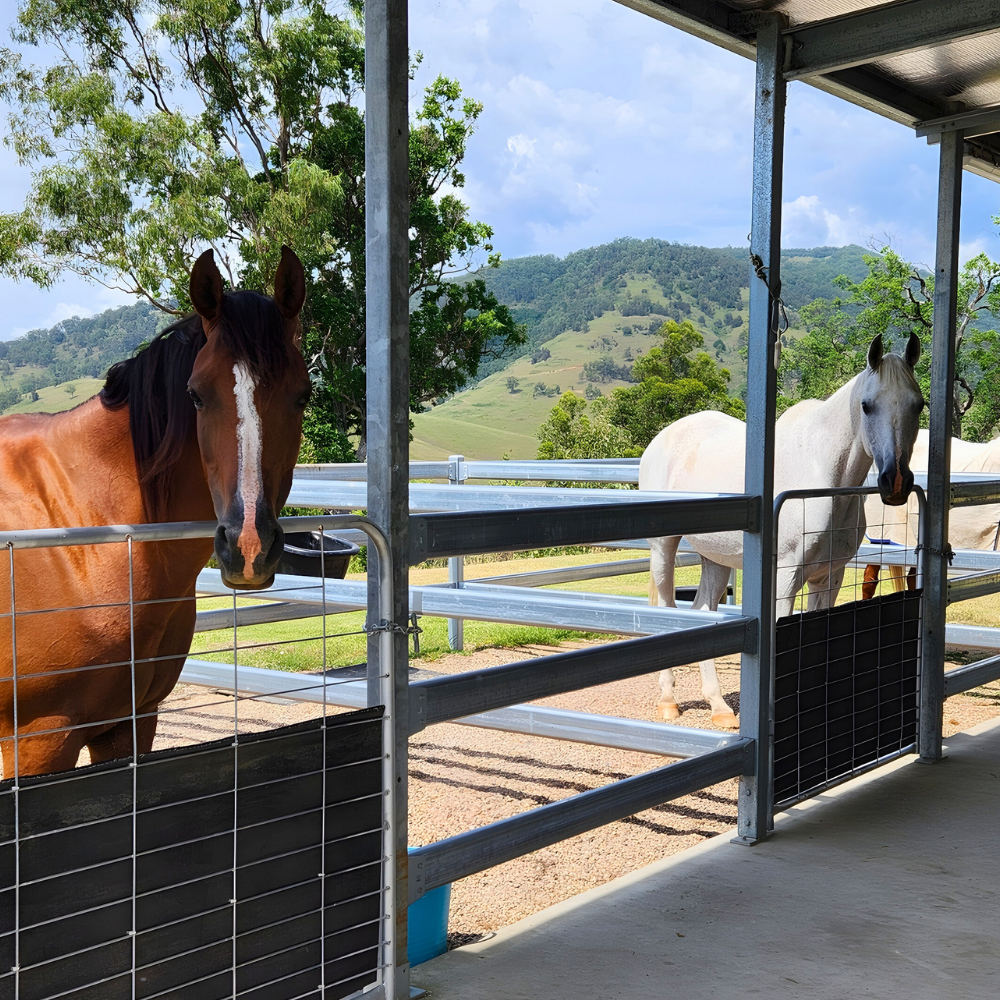A brown horse with a white stripe and a white horse stand in side-by-side stalls, overlooking a sunny, grassy valley.