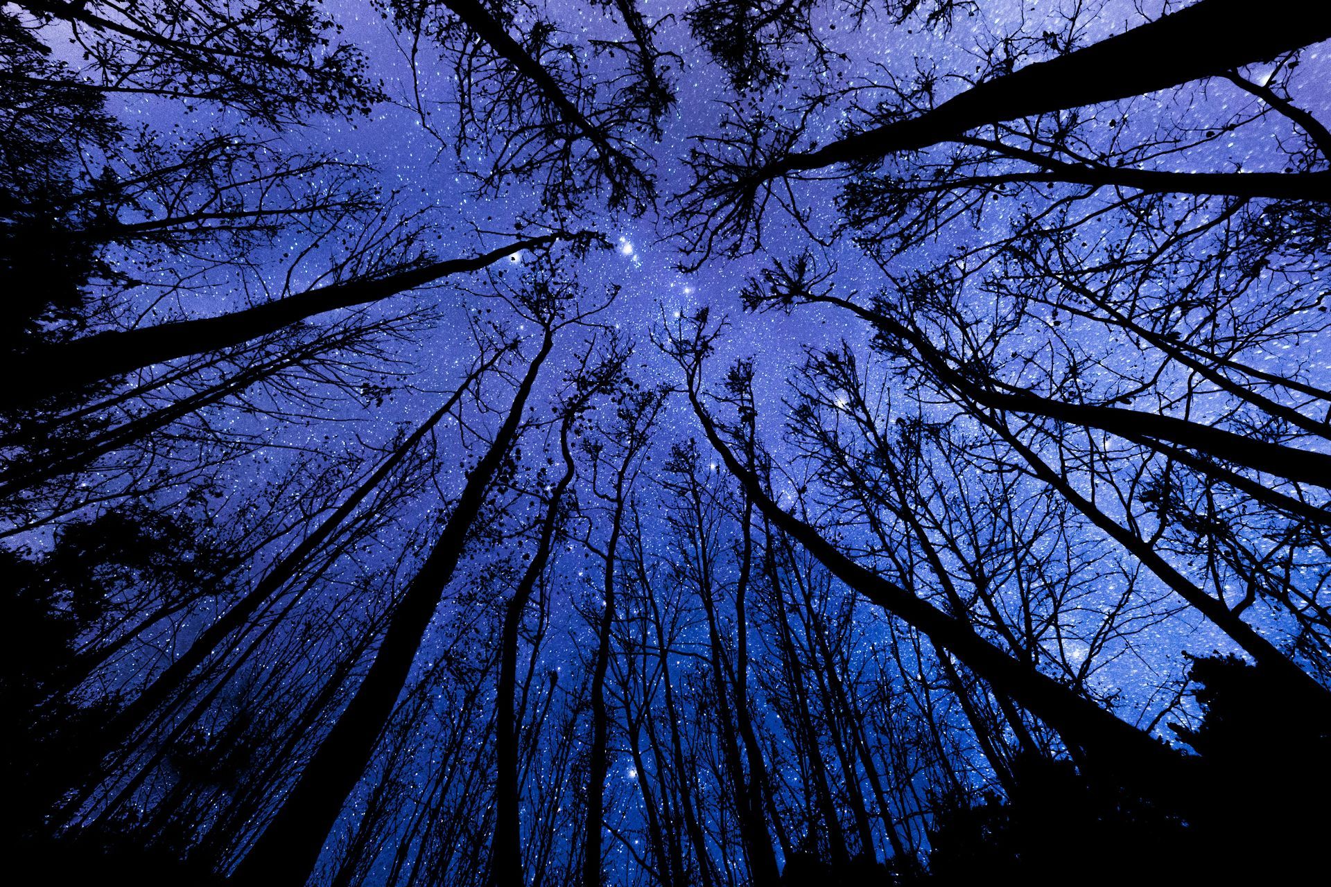 Silhouetted tree trunks and branches reaching upward against a deep blue twilight sky