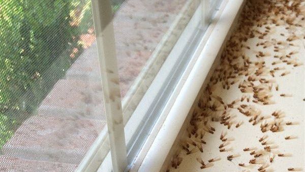Many winged insects, likely termites or ants, gathered on a white windowsill inside next to a window screen.
